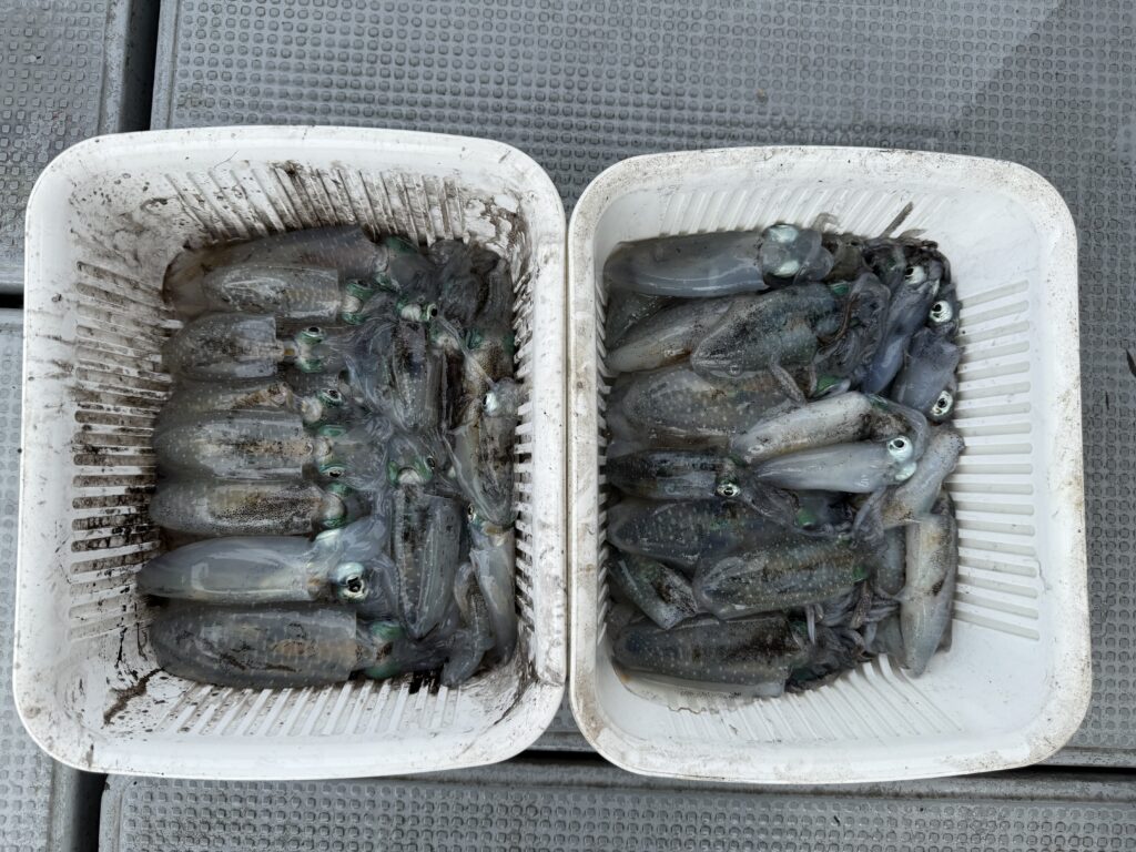 アオリ