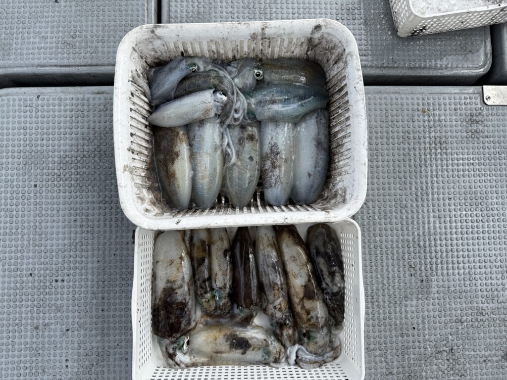 アオリ