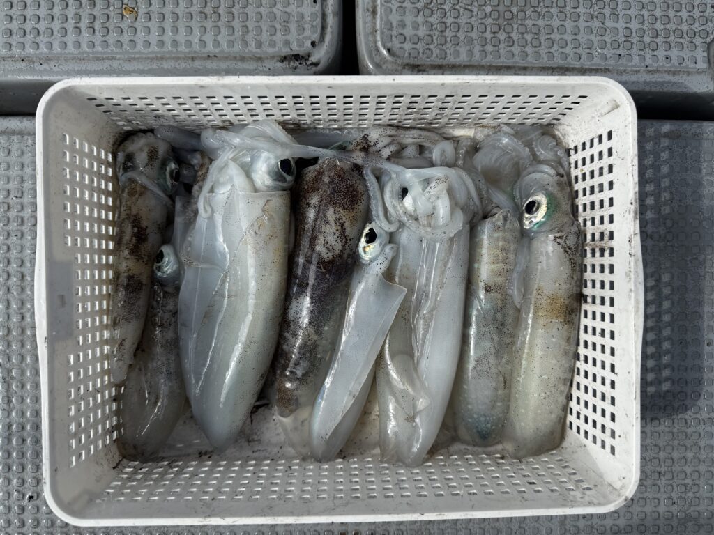 アオリ