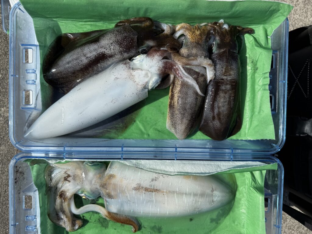 アオリ