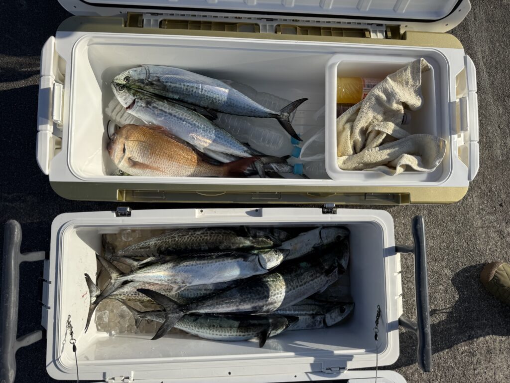 青物キャスティング